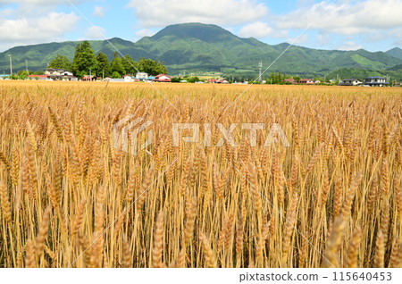 麥田（幸吉） 115640453