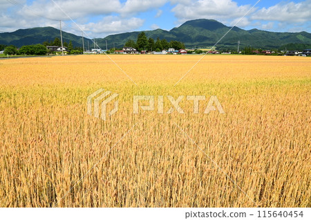 麥田（幸吉） 115640454