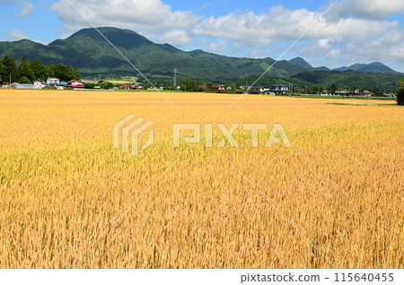 麥田（幸吉） 115640455