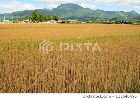 麥田（幸吉） 115640456