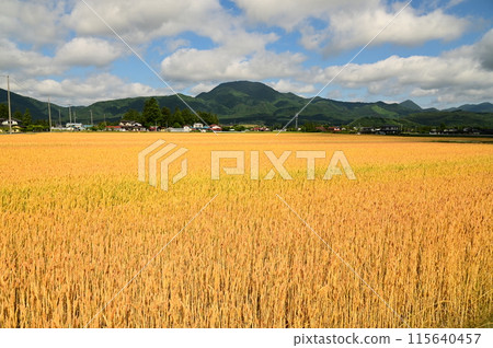 麥田（幸吉） 115640457