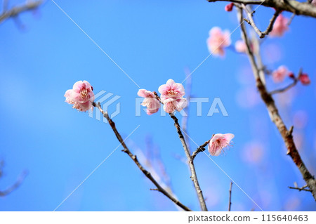 粉紅梅花葷野 粉紅梅花葷野 115640463