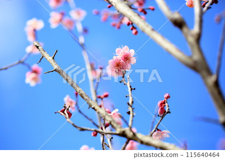 Pink Plum Blossom Hagino Pink Plum Blossom Hagino 115640464