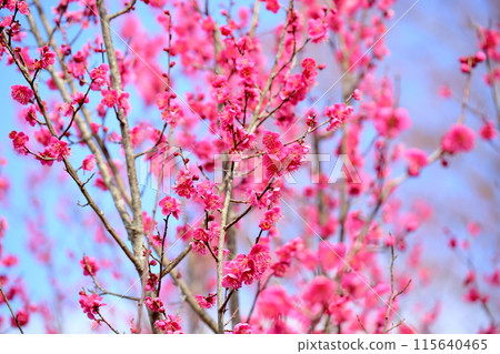 可愛的梅花姬鴴 可愛的梅花姬鴴 115640465