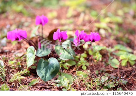 仙客來花鉀 115640470