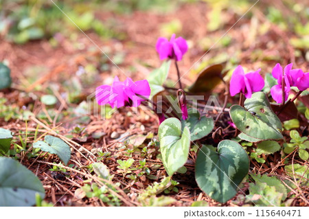 Cyclamen flower potassium Cyclamen flower potassium 115640471