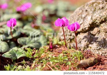 仙客來花鉀 115640472