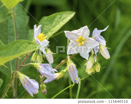 Horsenettle blooming in the botanical garden 115640510