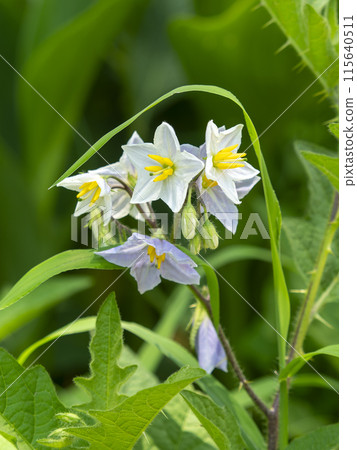 植物園裡盛開的 Warunasubi 115640511