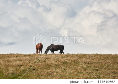 Horses on the horizon 115640662
