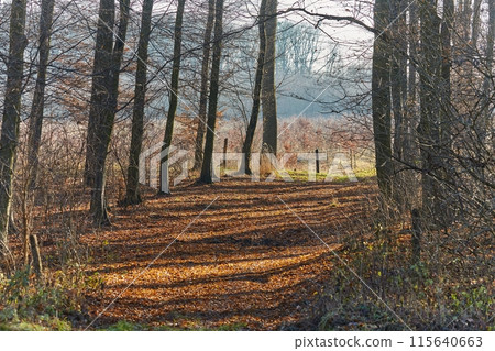 Autumn forest path 115640663