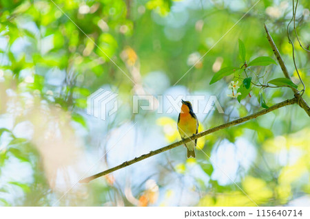 A Narcissus flycatcher singing on a tree A Narcissus flycatcher singing on a tree 115640714