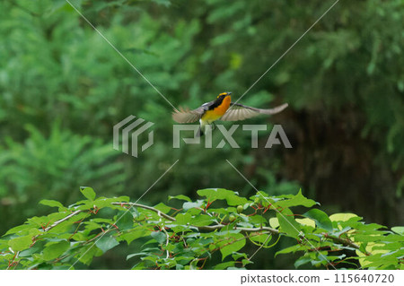 Flying Narcissus Flycatcher 115640720