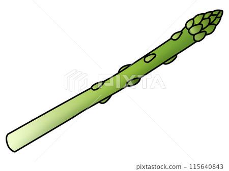 Asparagus illustration (with main line) Asparagus illustration (with main line) 115640843