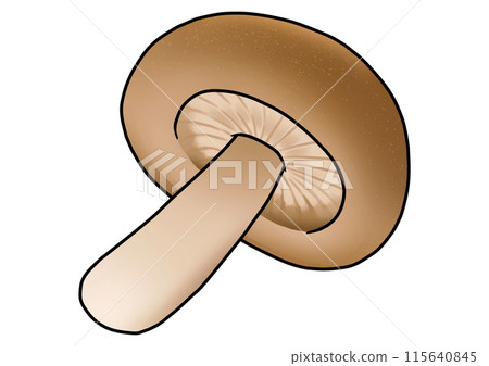 Shiitake mushroom illustration (with main lines) 115640845