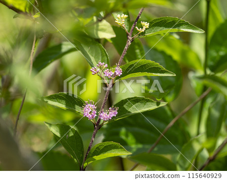 Komurasaki small flower 115640929