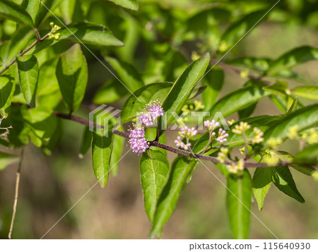 Komurasaki小花 Komurasaki小花 115640930