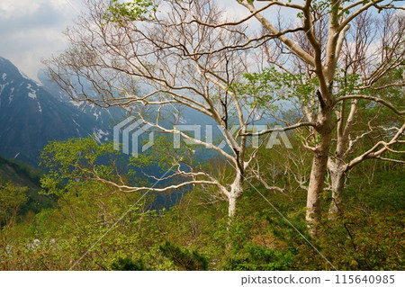Early summer on Hachiho Ridge: Fresh green leaves of Erman's birch 115640985