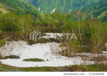 Early summer on the Yaho Ridge: New greenery on the snow-covered Erman's birch 115640986