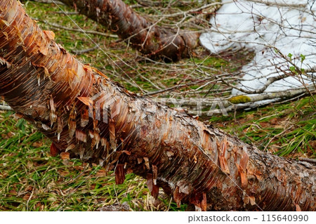 初夏的八浦一，被雪雕刻的白樺樹 115640990