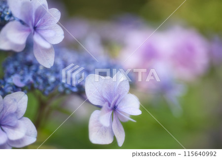 和歌山城鶴之溪紫陽花園 115640992