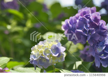 和歌山城鶴之溪紫陽花園 和歌山城鶴之溪紫陽花園 115640998