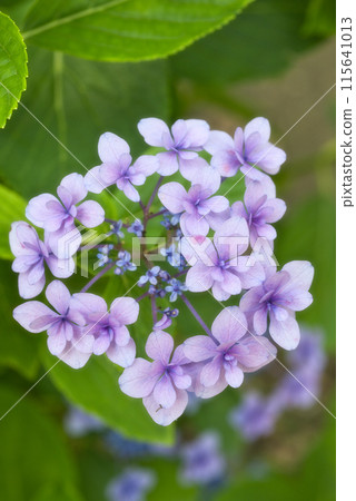 Wakayama Castle Tsuru no tani Hydrangea Garden Wakayama Castle Tsuru no tani Hydrangea Garden 115641013