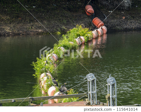 Muro Dam's driftwood removal equipment and cormorants Muro Dam's driftwood removal equipment and cormorants 115641014
