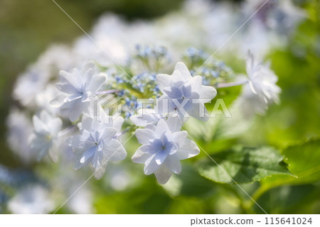 和歌山城鶴之溪紫陽花園 115641024