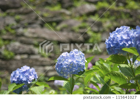 和歌山城鶴之溪紫陽花園 和歌山城鶴之溪紫陽花園 115641027