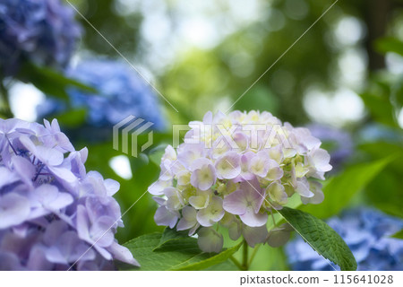 Wakayama Castle Tsuru no tani Hydrangea Garden Wakayama Castle Tsuru no tani Hydrangea Garden 115641028