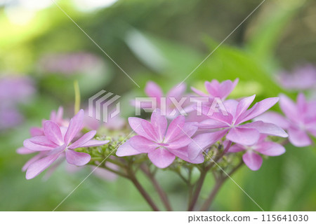 和歌山城鶴之溪紫陽花園 和歌山城鶴之溪紫陽花園 115641030