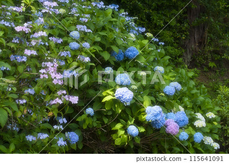 小筱之裡繡球園的繡球花 115641091