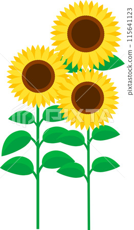 三個簡單的向日葵插圖 115641123