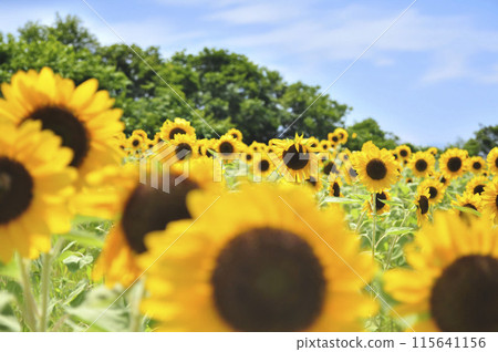 Sunflowers growing in clusters 1 115641156
