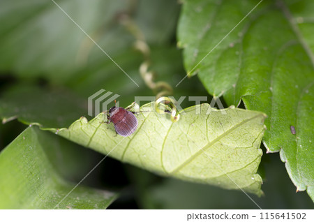 Red-bellied scarab beetle 115641502