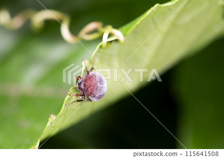 Red-bellied scarab beetle 115641508