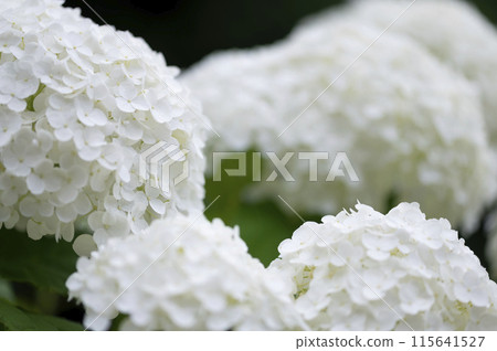 White hydrangea 115641527
