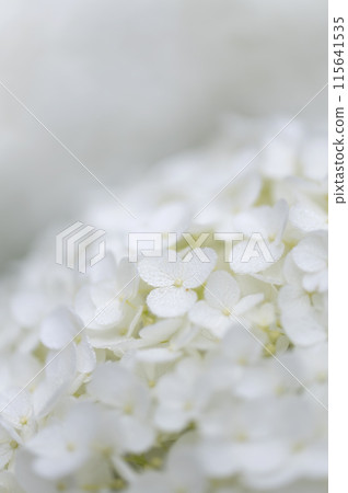 白色繡球花 115641535
