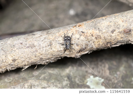 Kaojirohiga nigori象鼻蟲 115641559