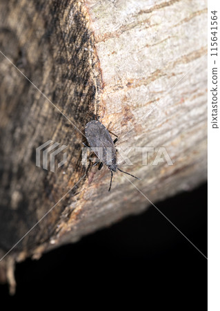 Black stink bug 115641564