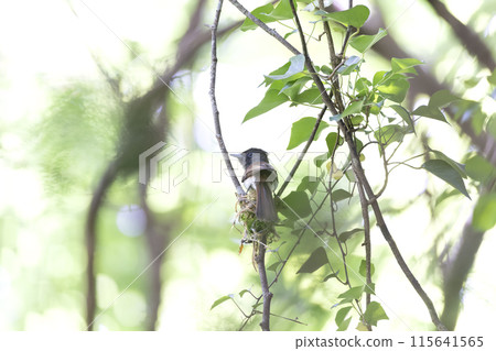 長尾小鸚鵡 115641565