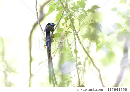 長尾小鸚鵡 115641566