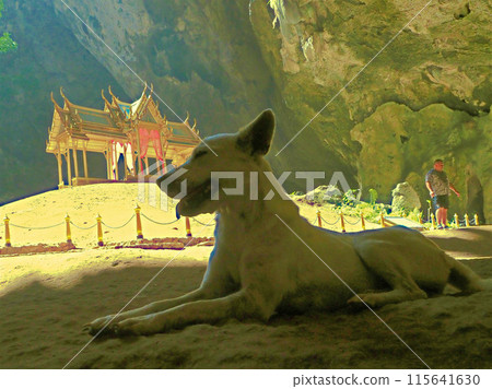Phraya Nakorn dog Phraya Nakorn dog 115641630