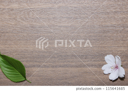 背景_櫻花葉和櫻花 背景_櫻花葉和櫻花 115641685