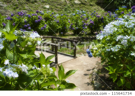Wakayama Castle Tsuru no tani Hydrangea Garden 115641734