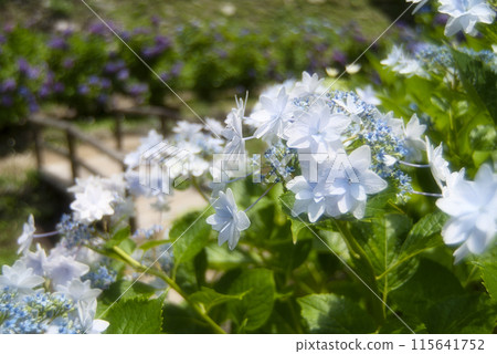 和歌山城鶴之溪紫陽花園 和歌山城鶴之溪紫陽花園 115641752