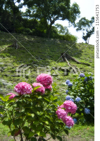 和歌山城鶴之溪紫陽花園 和歌山城鶴之溪紫陽花園 115641753
