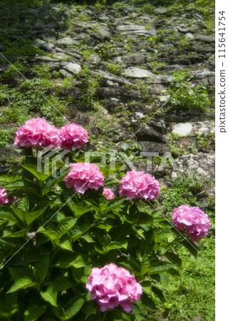 Wakayama Castle Tsuru no tani Hydrangea Garden 115641754