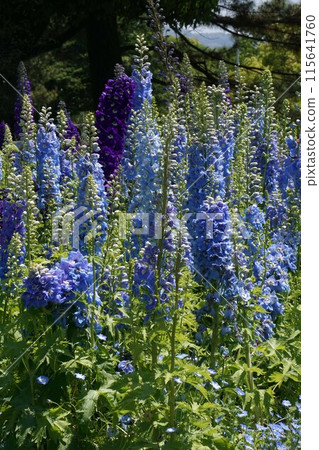 Delphinium flower 115641760